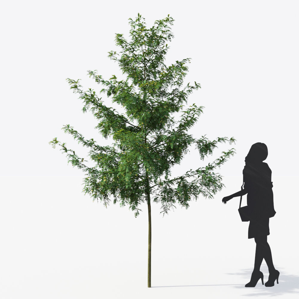 Small Tree Collection - Include GrowFX and Mesh file 3D model_70