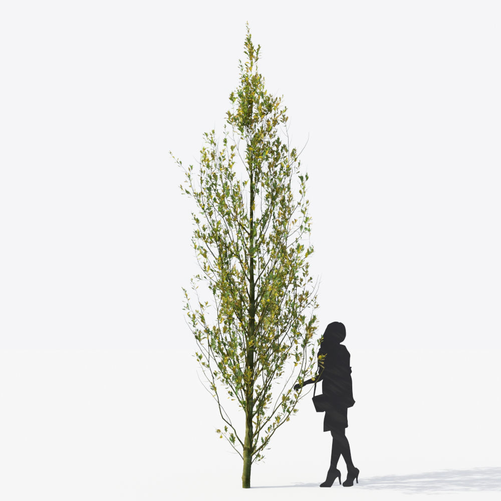 Small Tree Collection - Include GrowFX and Mesh file 3D model_96