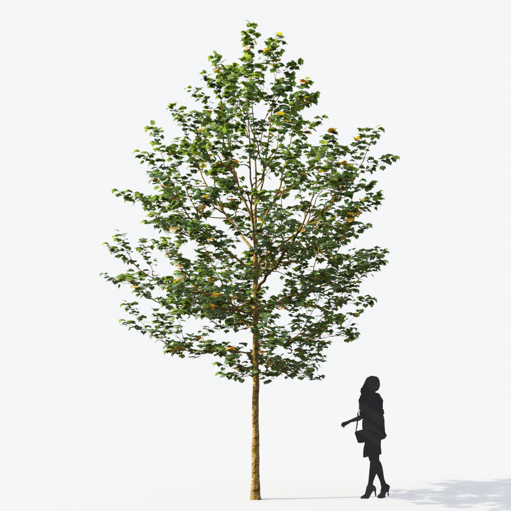 Small Tree Collection - Include GrowFX and Mesh file 3D model_81