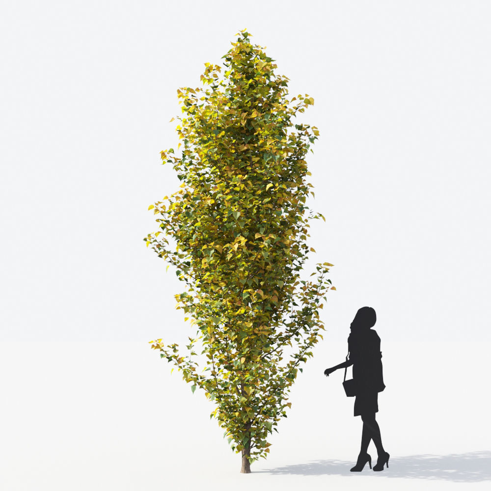 Small Tree Collection - Include GrowFX and Mesh file 3D model_88