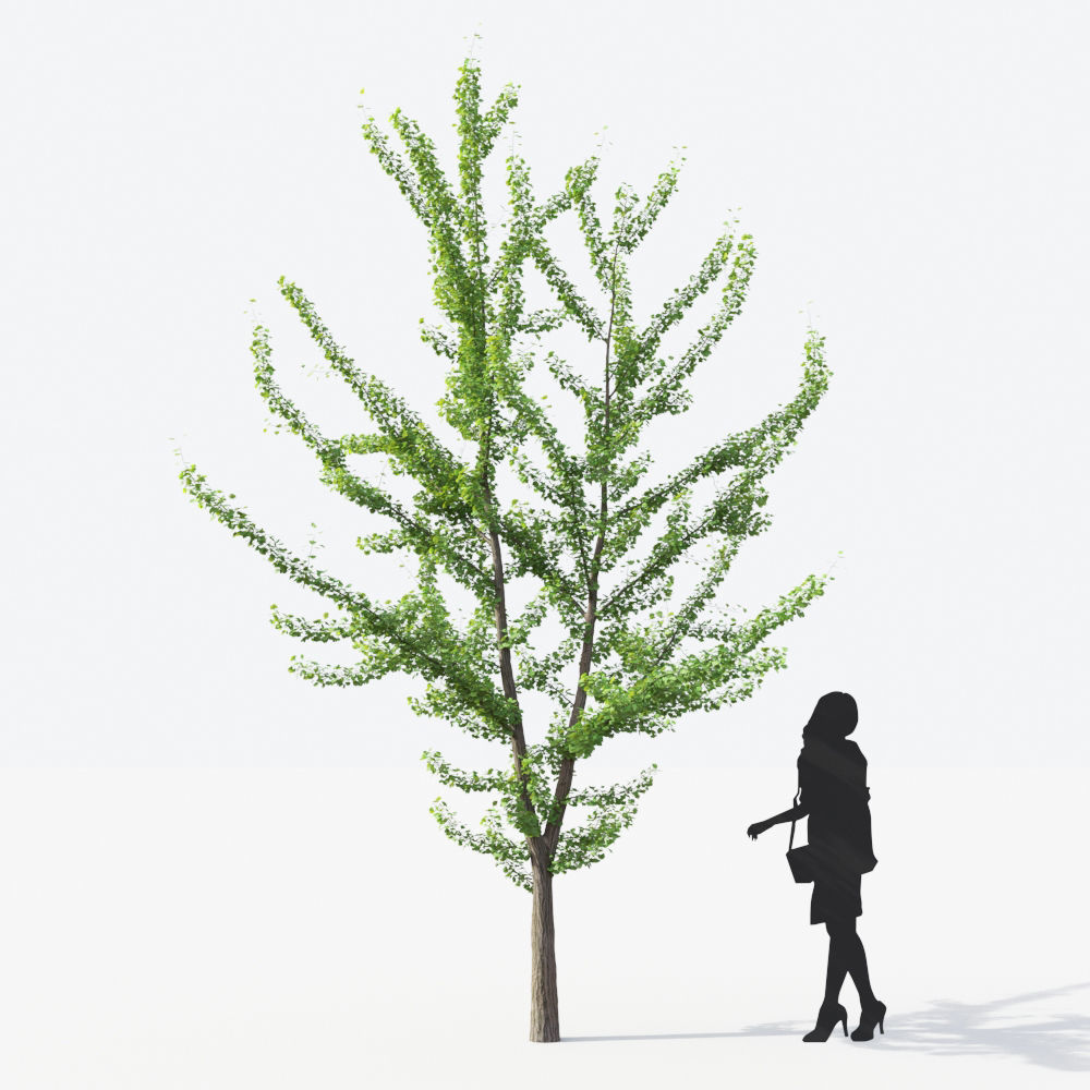 Small Tree Collection - Include GrowFX and Mesh file 3D model_66