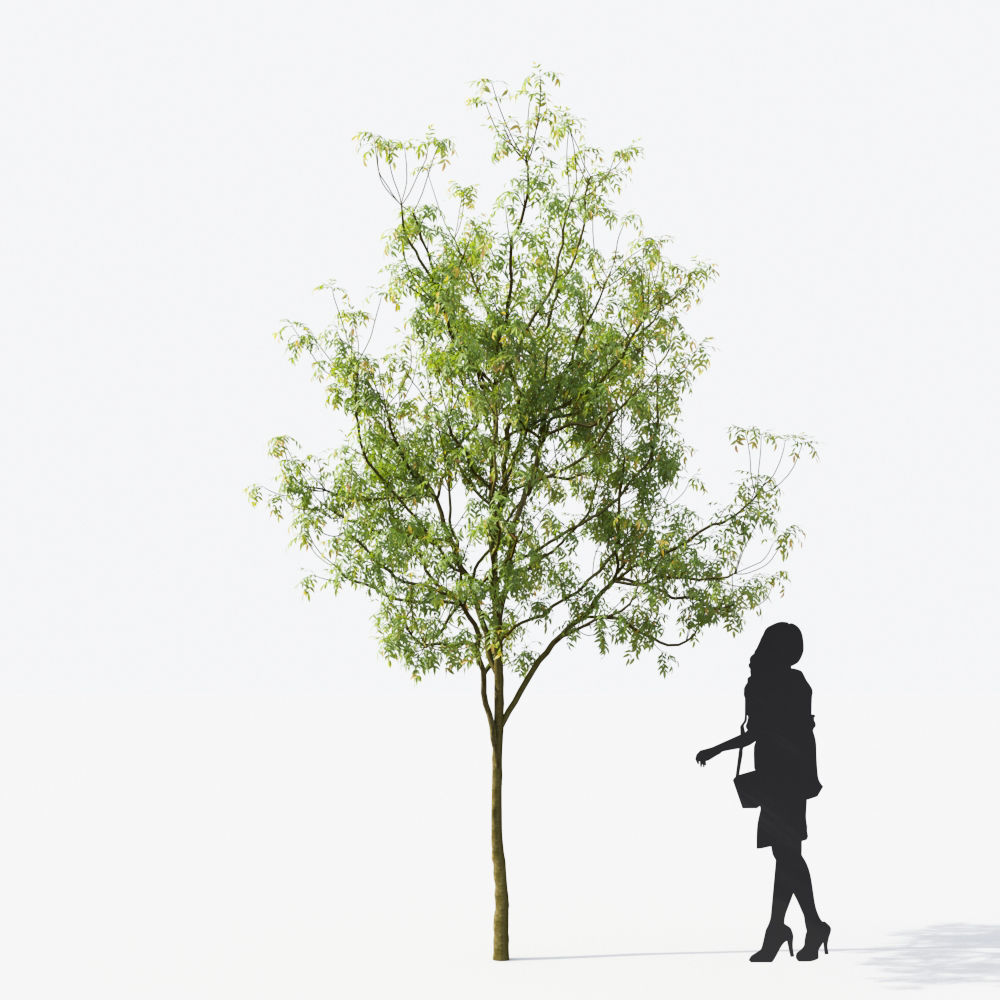 Small Tree Collection - Include GrowFX and Mesh file 3D model_54