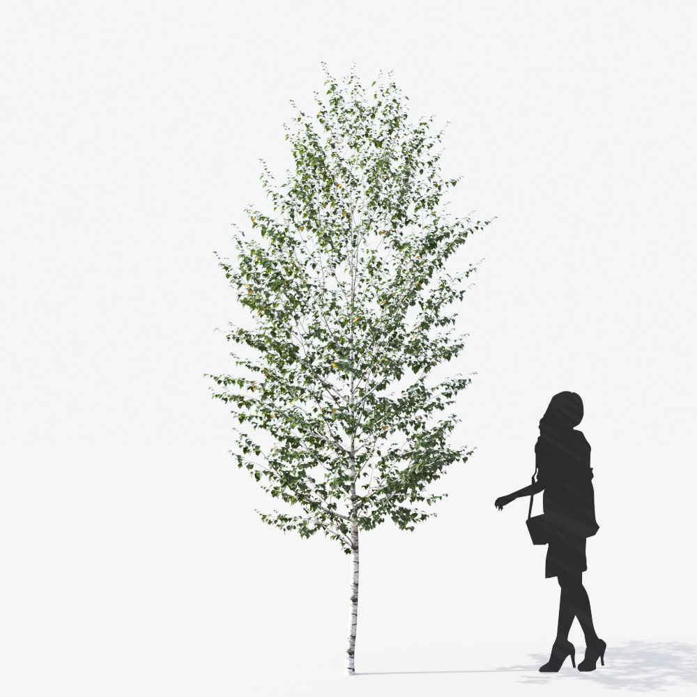 Small Tree Collection - Include GrowFX and Mesh file 3D model_29