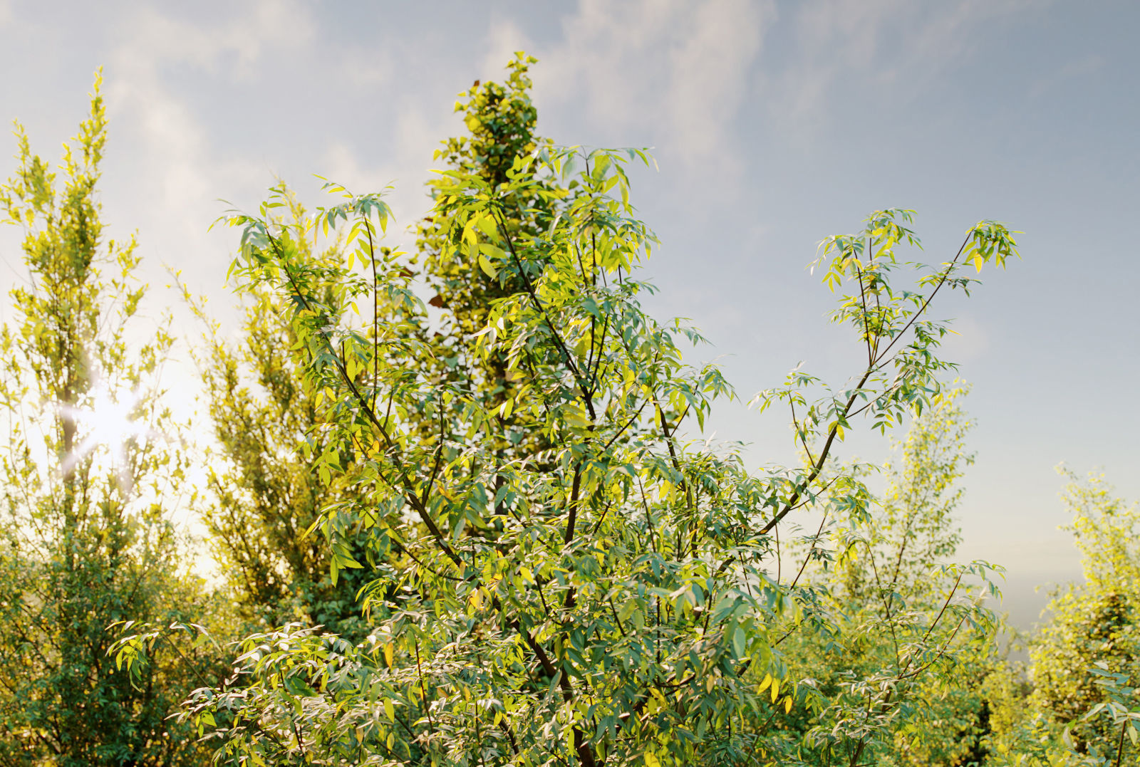 Small Tree Collection - Include GrowFX and Mesh file 3D model_7