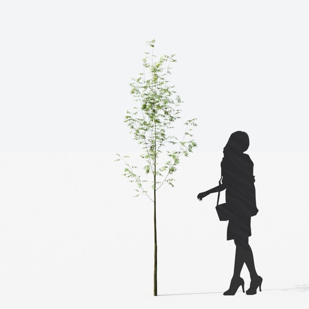 Small Tree Collection - Include GrowFX and Mesh file 3D model_101