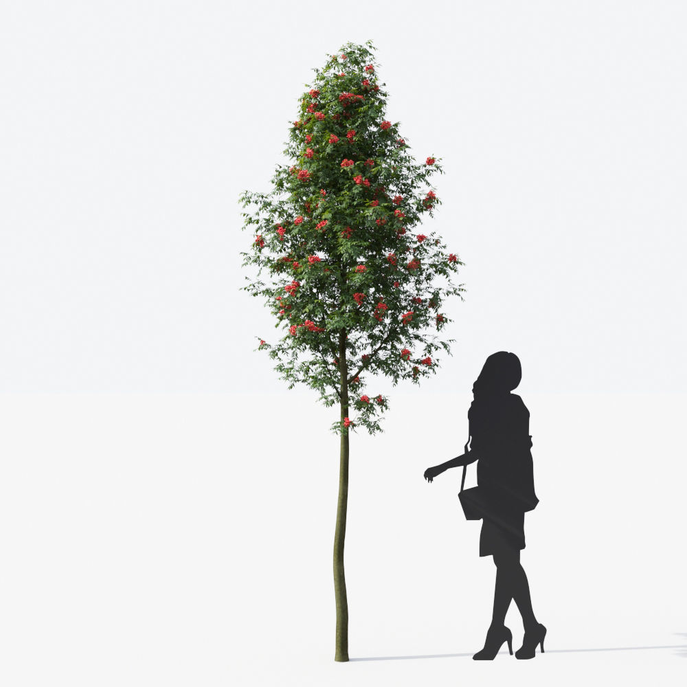 Small Tree Collection - Include GrowFX and Mesh file 3D model_105