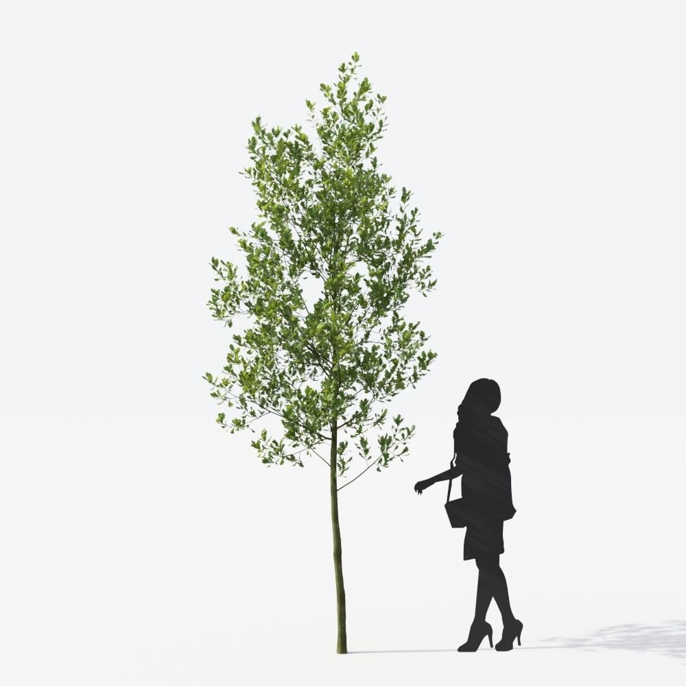 Small Tree Collection - Include GrowFX and Mesh file 3D model_93