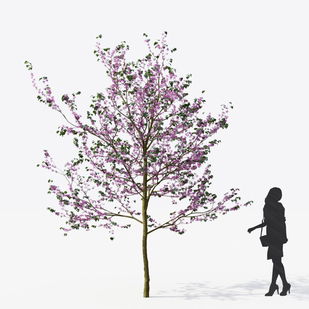 Small Tree Collection - Include GrowFX and Mesh file 3D model_48