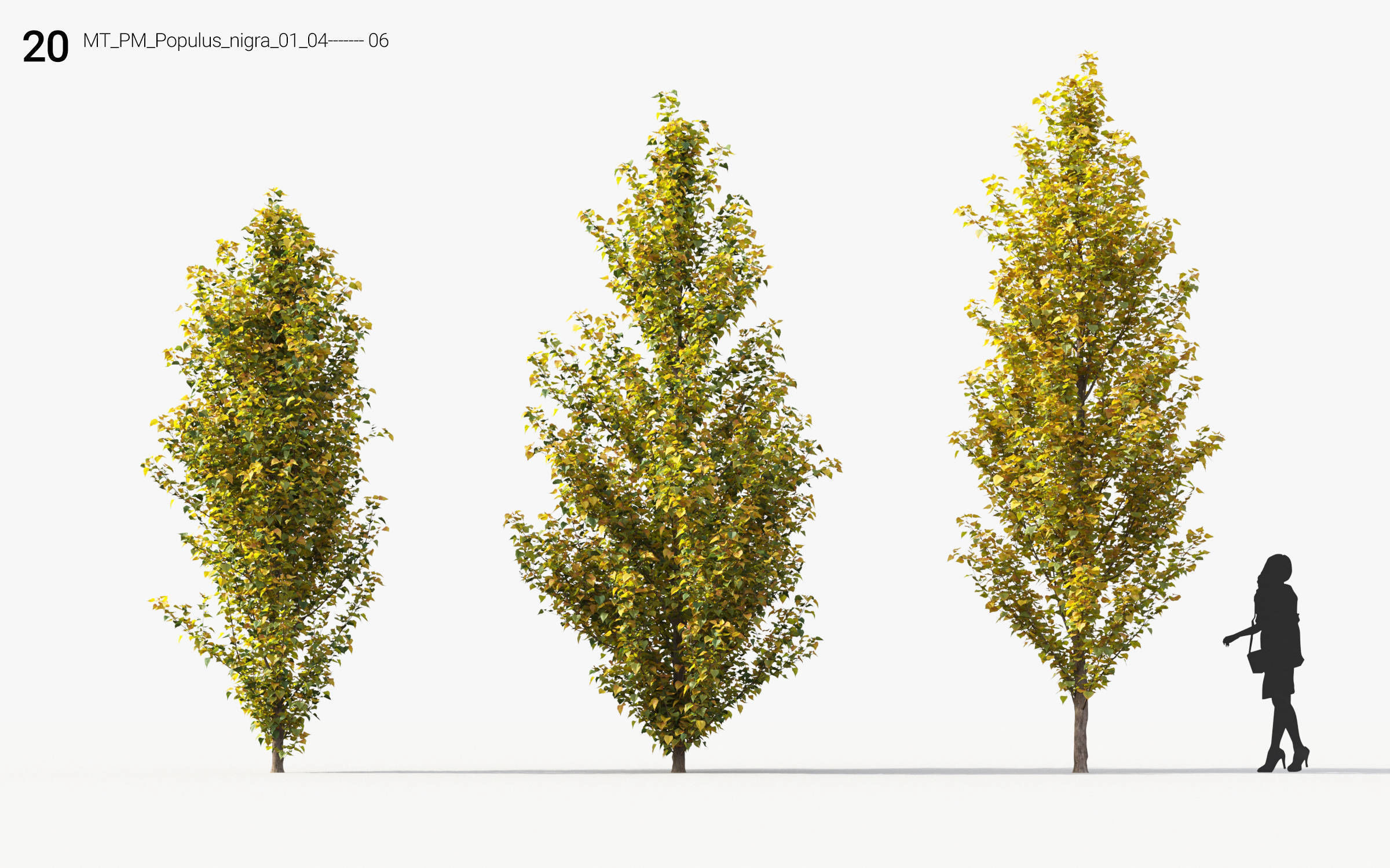 Small Tree Collection - Include GrowFX and Mesh file 3D model_92