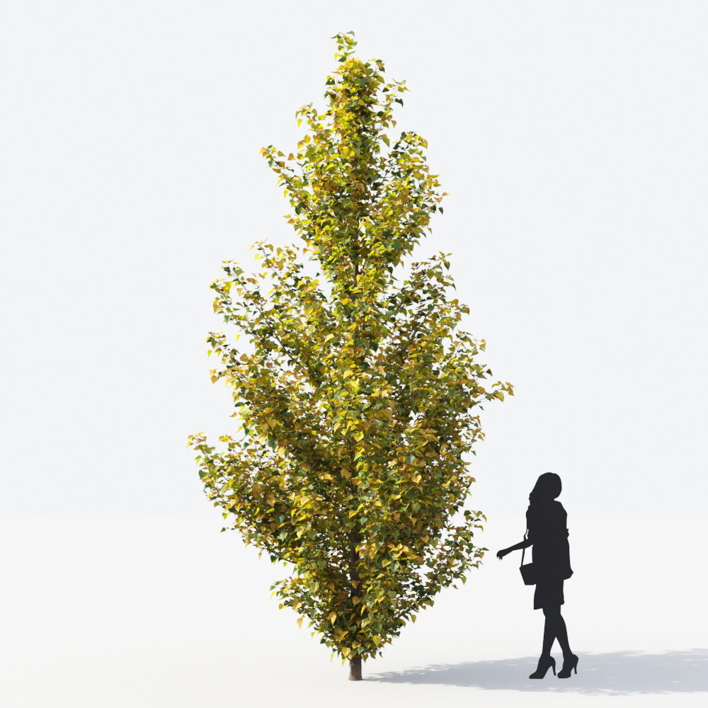 Small Tree Collection - Include GrowFX and Mesh file 3D model_89