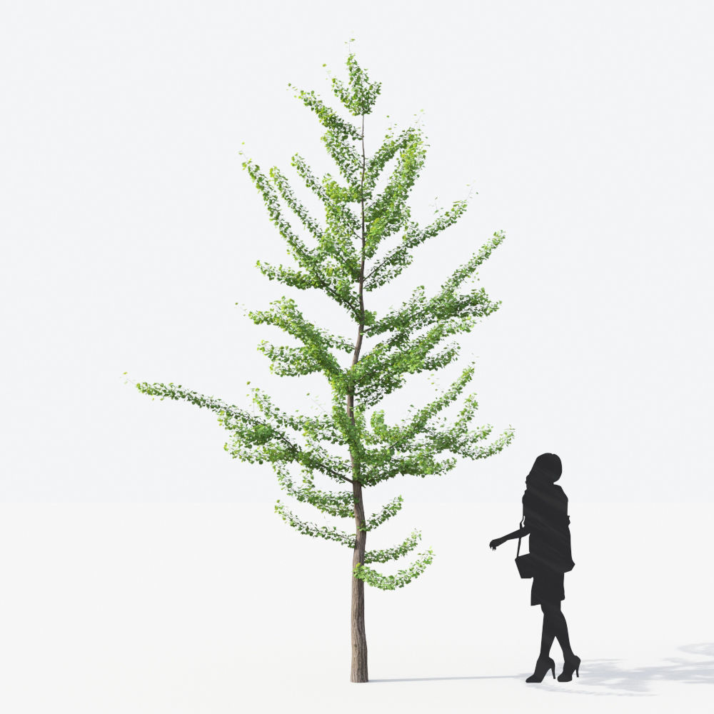 Small Tree Collection - Include GrowFX and Mesh file 3D model_65