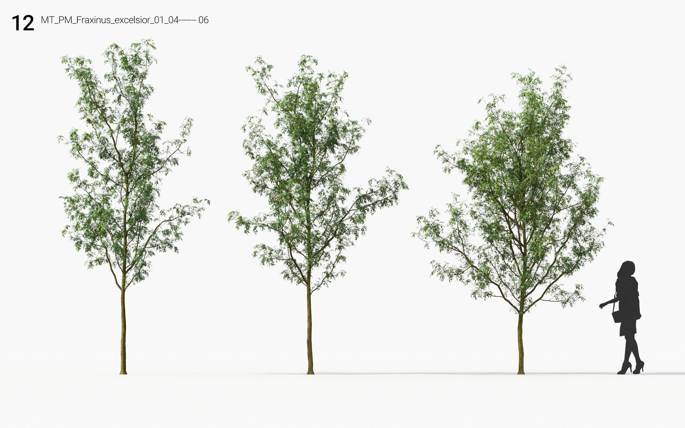 Small Tree Collection - Include GrowFX and Mesh file 3D model_60