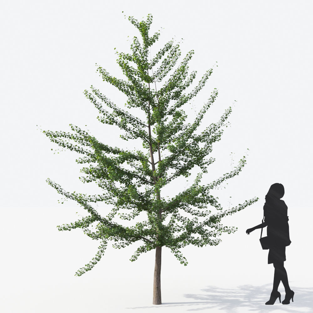 Small Tree Collection - Include GrowFX and Mesh file 3D model_62
