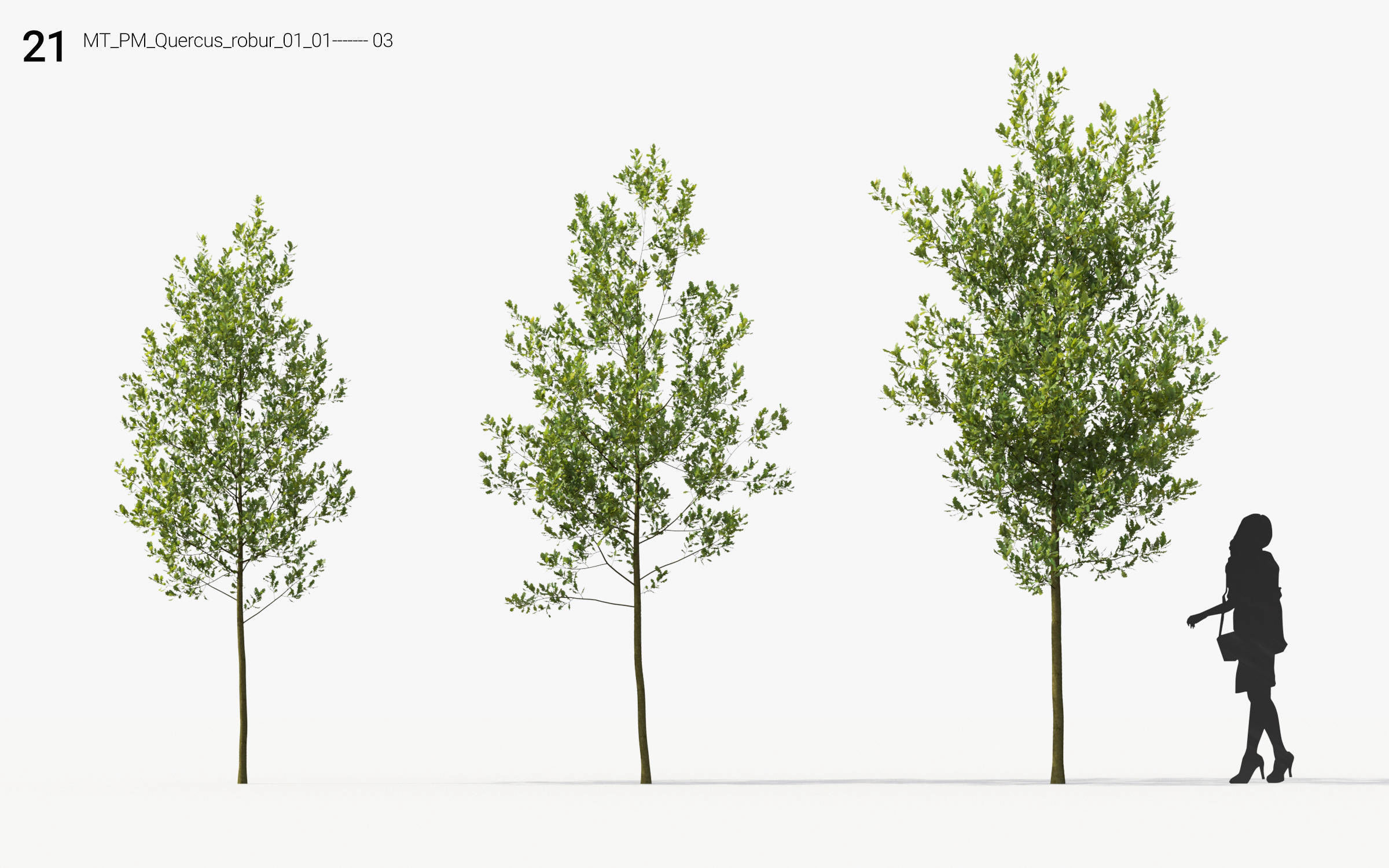 Small Tree Collection - Include GrowFX and Mesh file 3D model_99