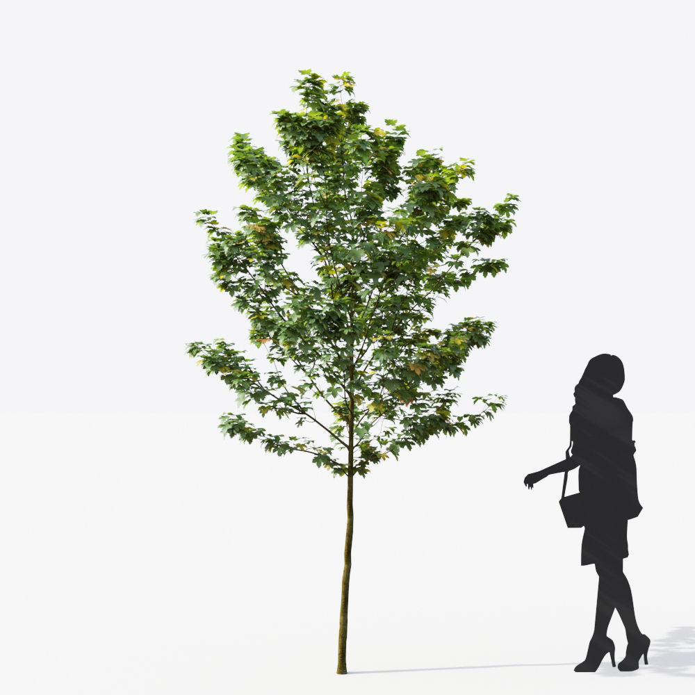 Small Tree Collection - Include GrowFX and Mesh file 3D model_21