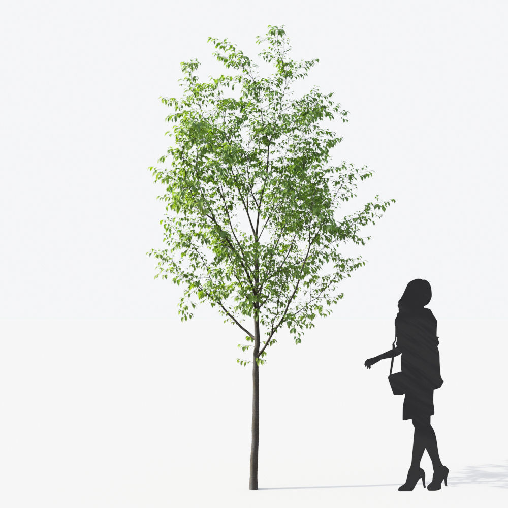 Small Tree Collection - Include GrowFX and Mesh file 3D model_38