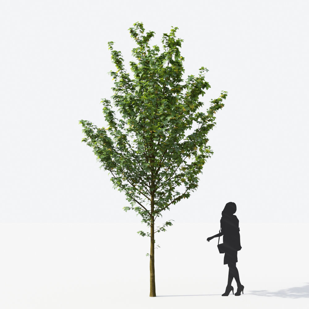 Small Tree Collection - Include GrowFX and Mesh file 3D model_23