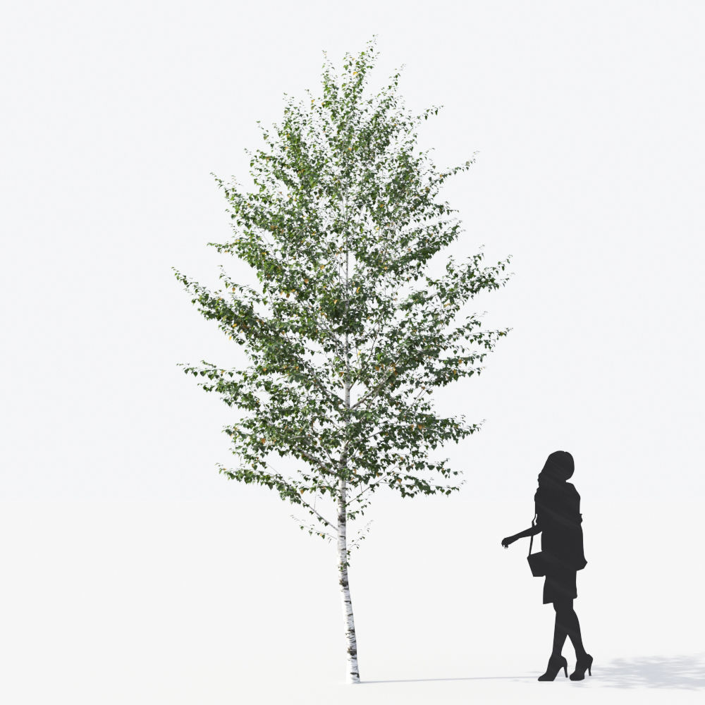 Small Tree Collection - Include GrowFX and Mesh file 3D model_32