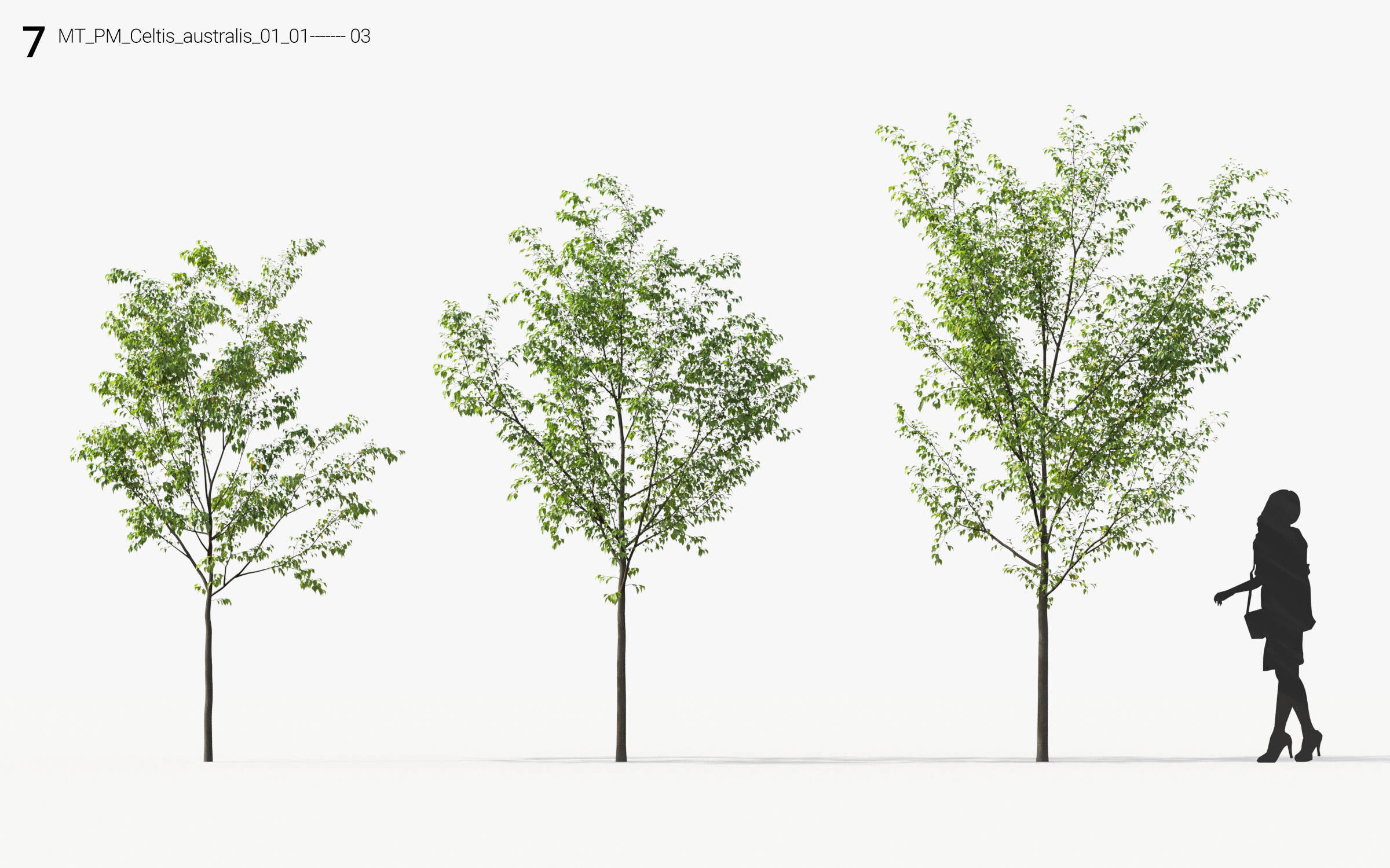 Small Tree Collection - Include GrowFX and Mesh file 3D model_43