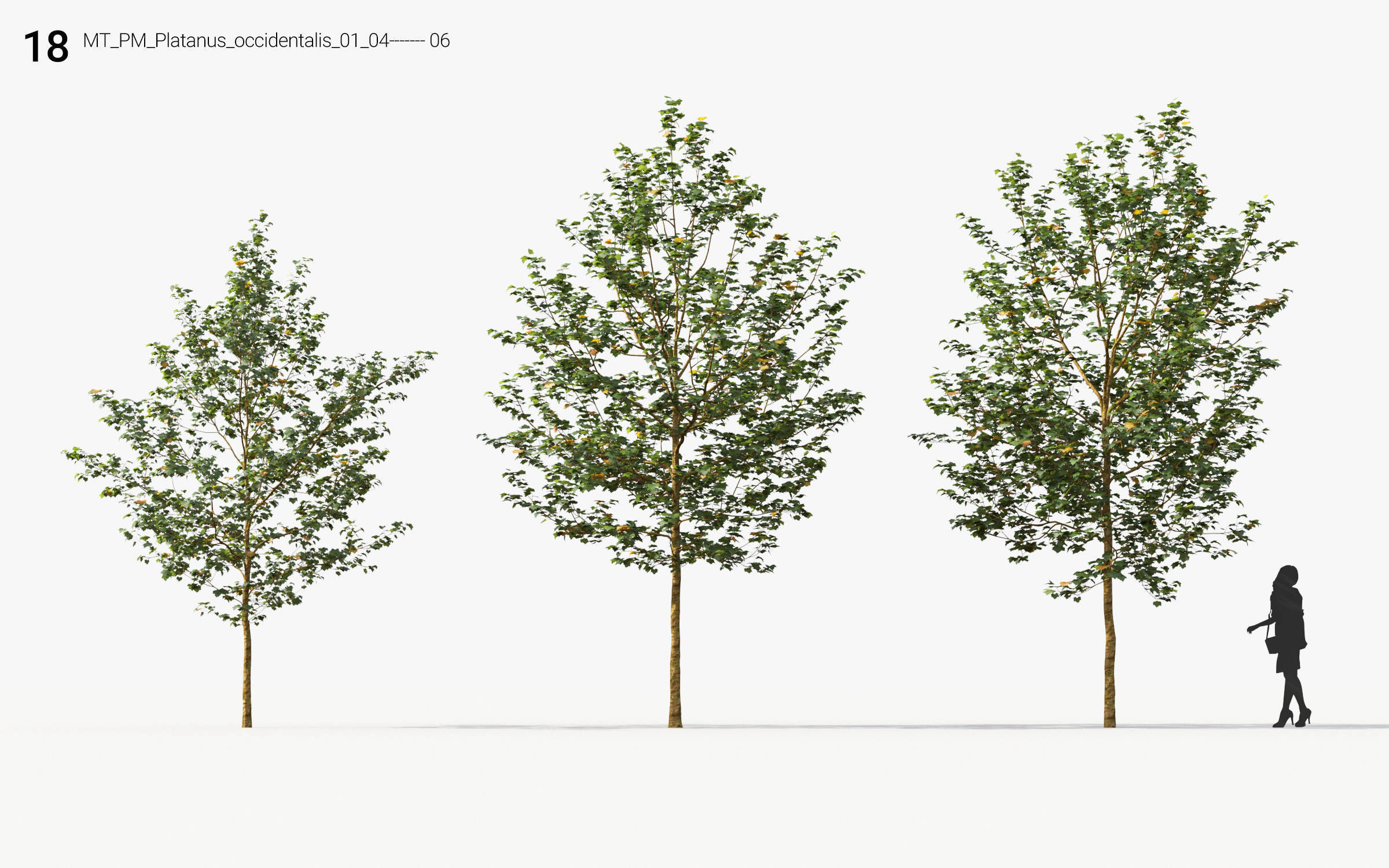 Small Tree Collection - Include GrowFX and Mesh file 3D model_84