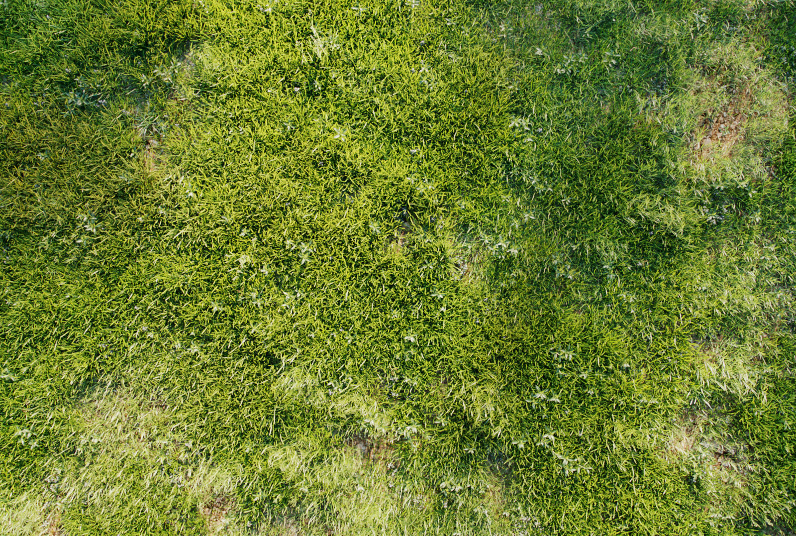 Small Tree Collection - Include GrowFX and Mesh file 3D model_2