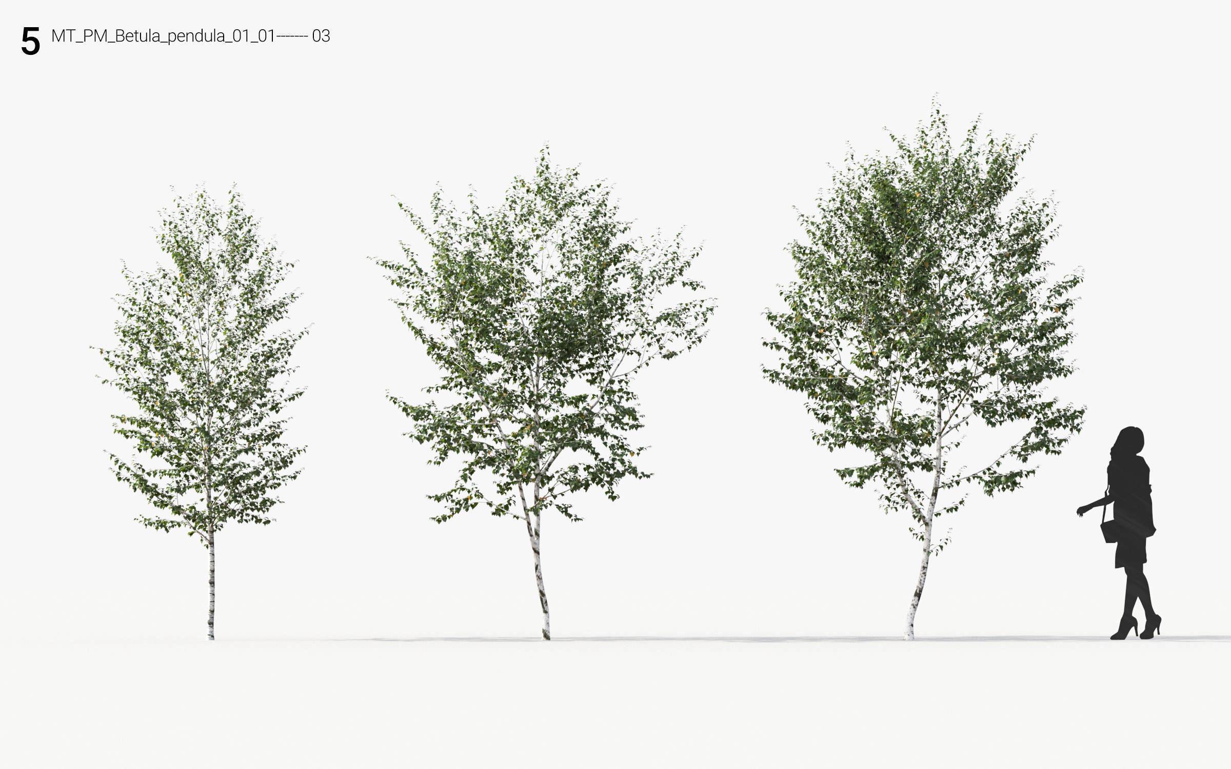 Small Tree Collection - Include GrowFX and Mesh file 3D model_35