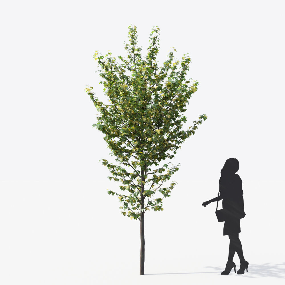 Small Tree Collection - Include GrowFX and Mesh file 3D model_16
