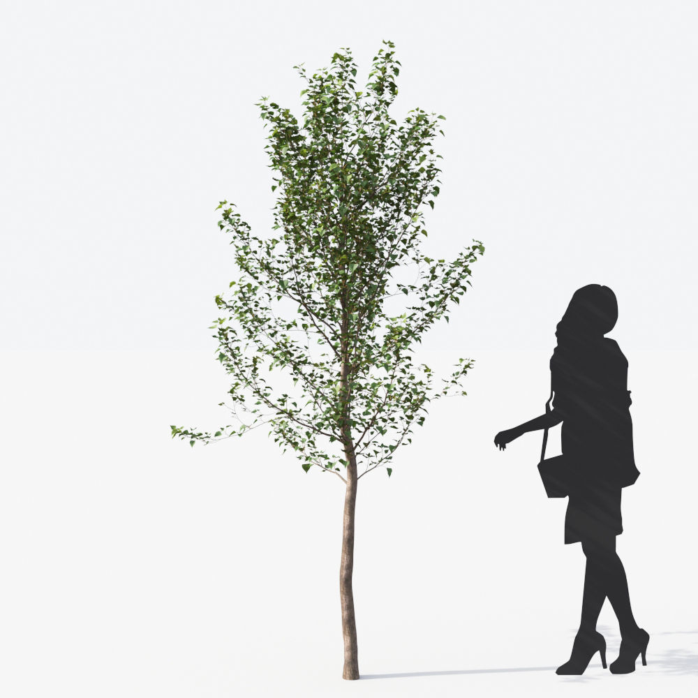 Small Tree Collection - Include GrowFX and Mesh file 3D model_86