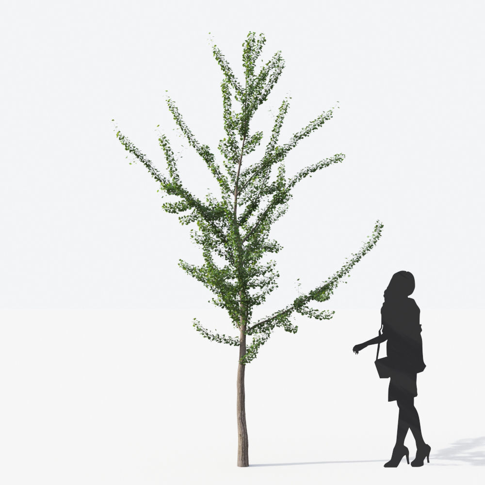Small Tree Collection - Include GrowFX and Mesh file 3D model_61