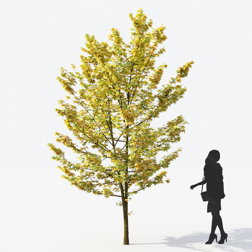 Small Tree Collection - Include GrowFX and Mesh file 3D model_26