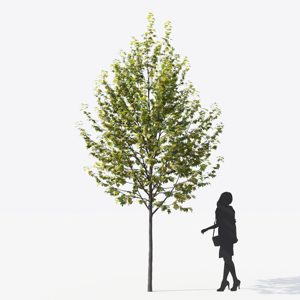 Small Tree Collection - Include GrowFX and Mesh file 3D model_18