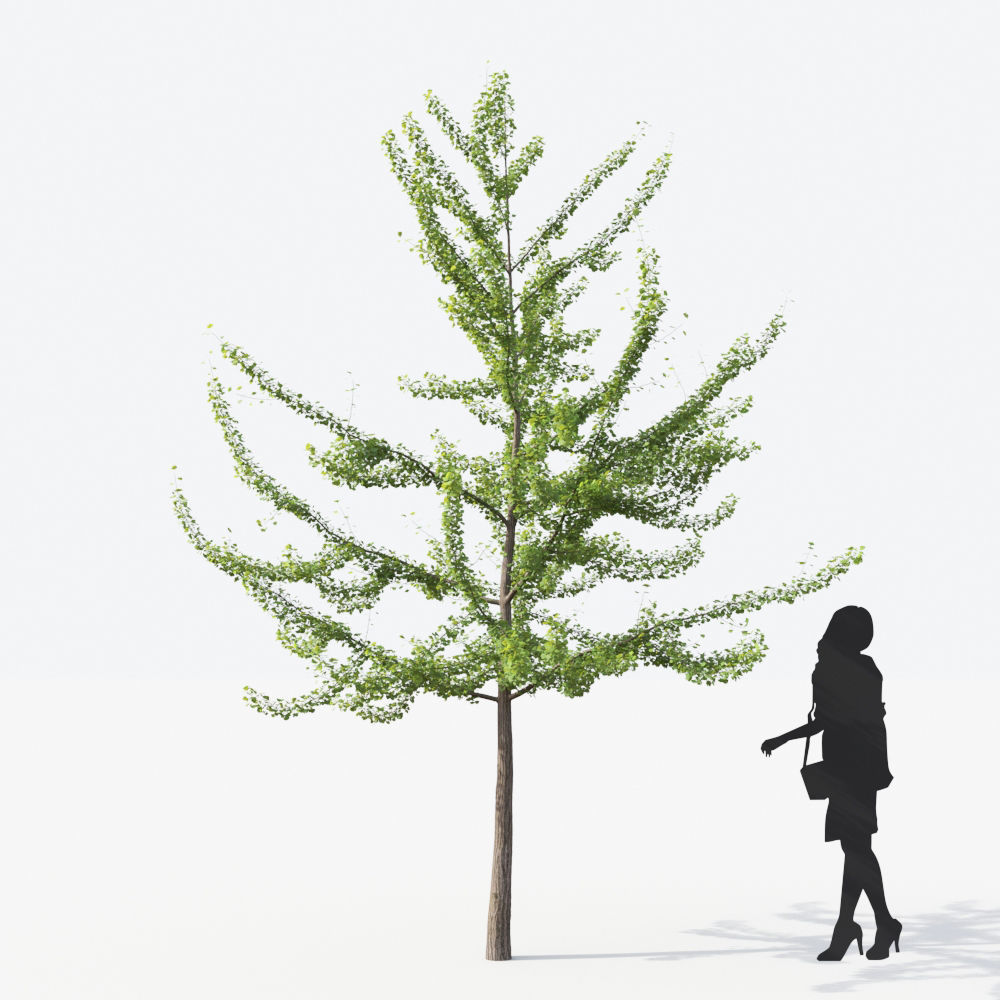 Small Tree Collection - Include GrowFX and Mesh file 3D model_63