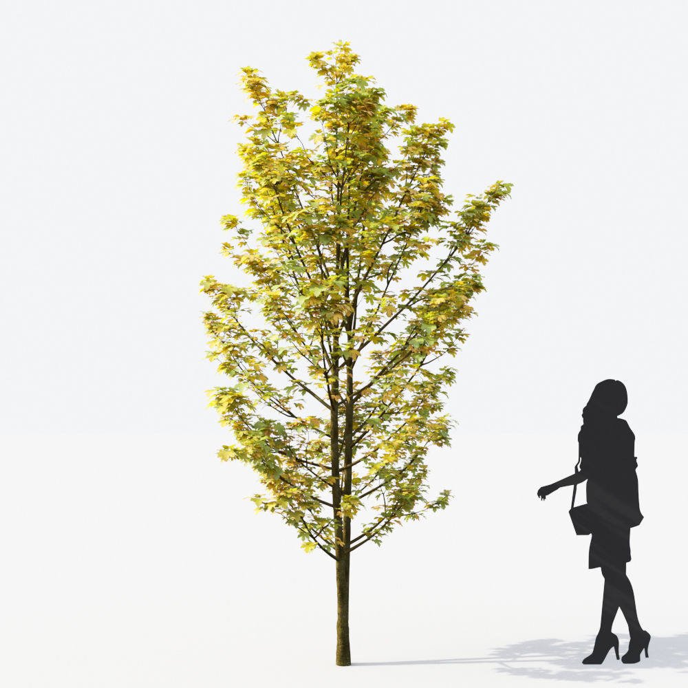 Small Tree Collection - Include GrowFX and Mesh file 3D model_25