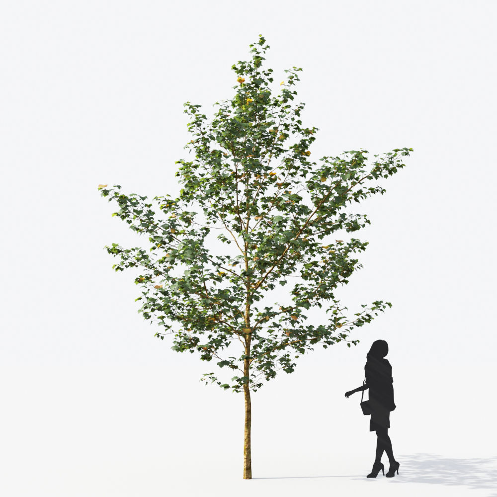 Small Tree Collection - Include GrowFX and Mesh file 3D model_80