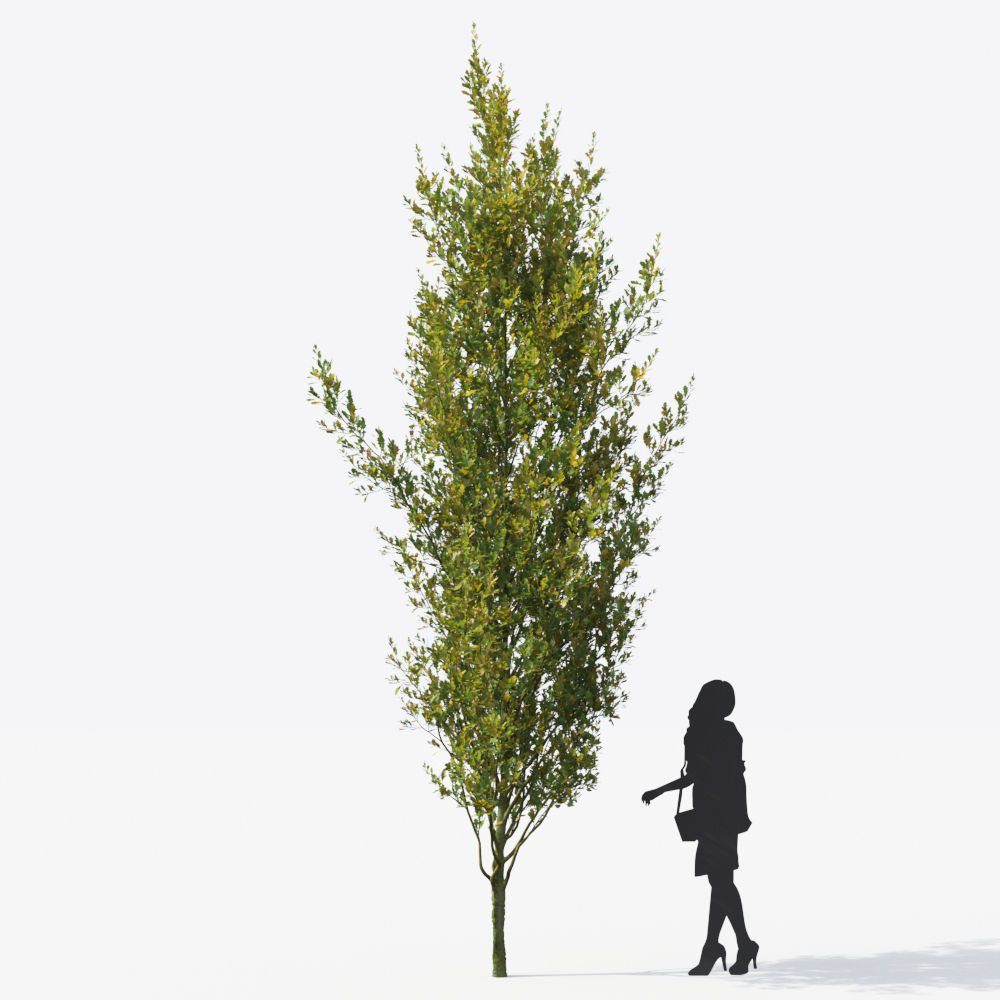 Small Tree Collection - Include GrowFX and Mesh file 3D model_97