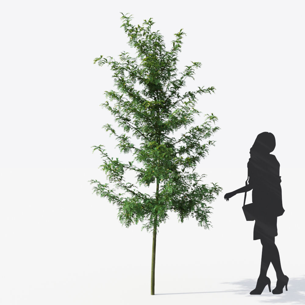 Small Tree Collection - Include GrowFX and Mesh file 3D model_69