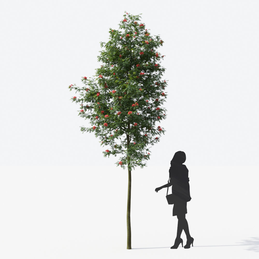 Small Tree Collection - Include GrowFX and Mesh file 3D model_106