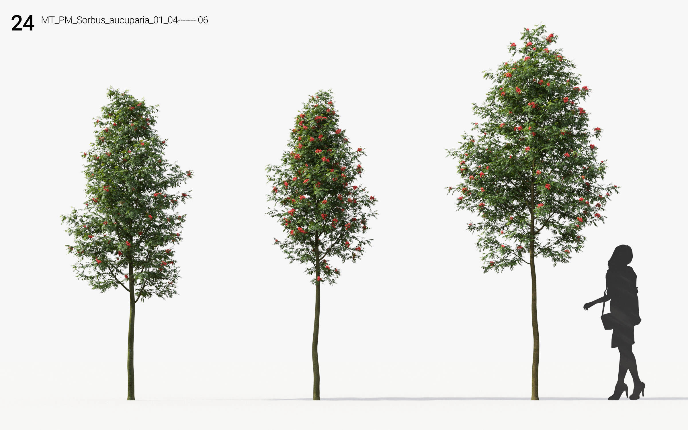 Small Tree Collection - Include GrowFX and Mesh file 3D model_108