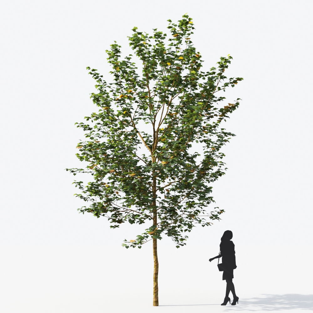 Small Tree Collection - Include GrowFX and Mesh file 3D model_82