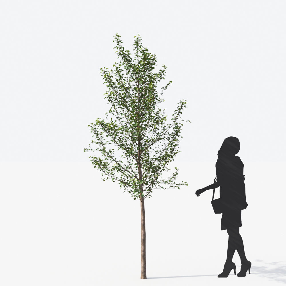 Small Tree Collection - Include GrowFX and Mesh file 3D model_85