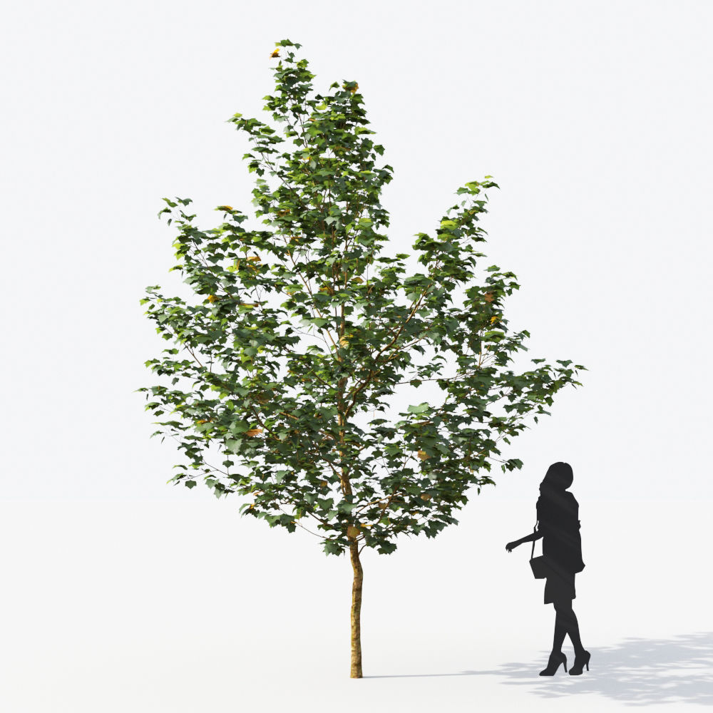 Small Tree Collection - Include GrowFX and Mesh file 3D model_77
