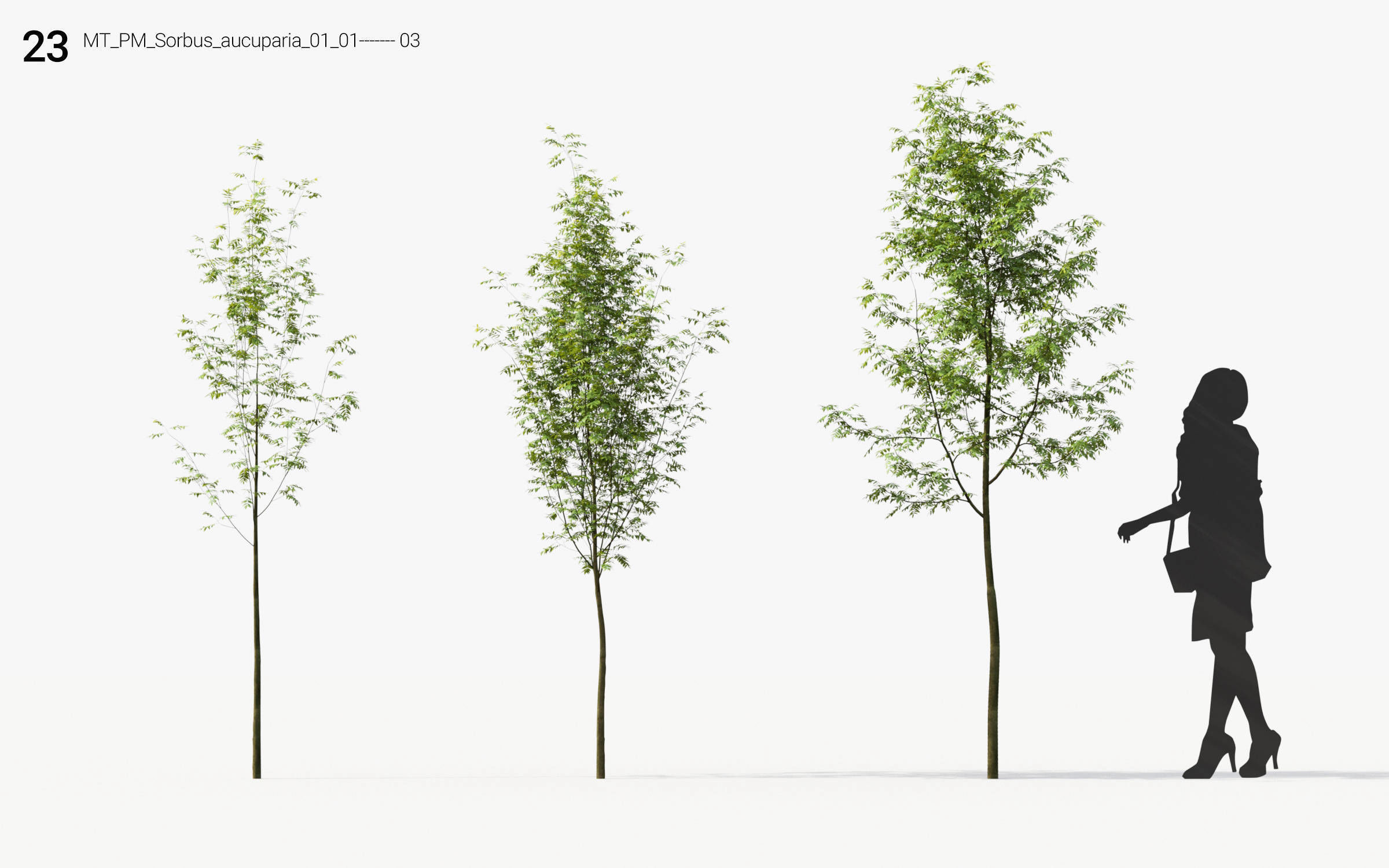 Small Tree Collection - Include GrowFX and Mesh file 3D model_107