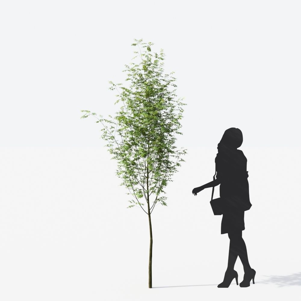 Small Tree Collection - Include GrowFX and Mesh file 3D model_102