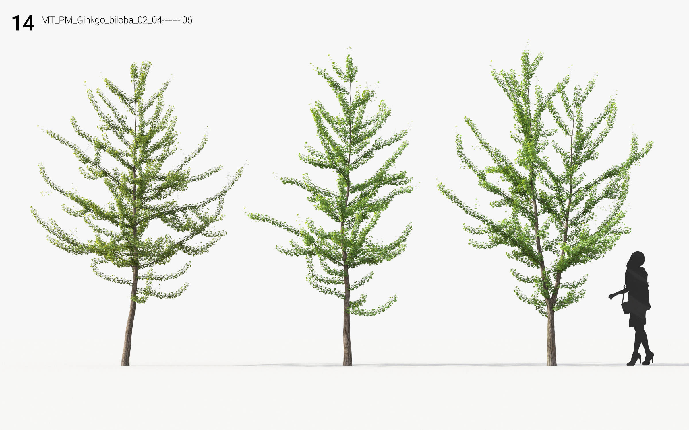 Small Tree Collection - Include GrowFX and Mesh file 3D model_68