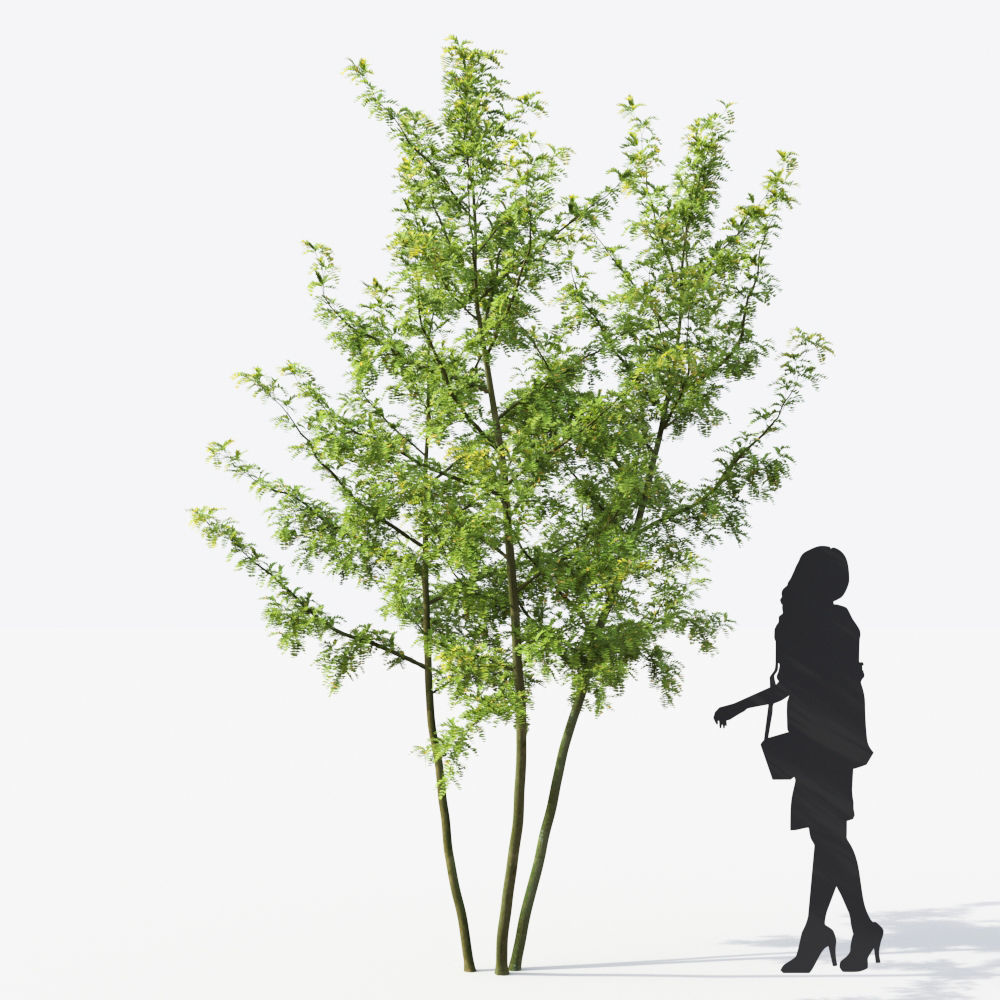 Small Tree Collection - Include GrowFX and Mesh file 3D model_72