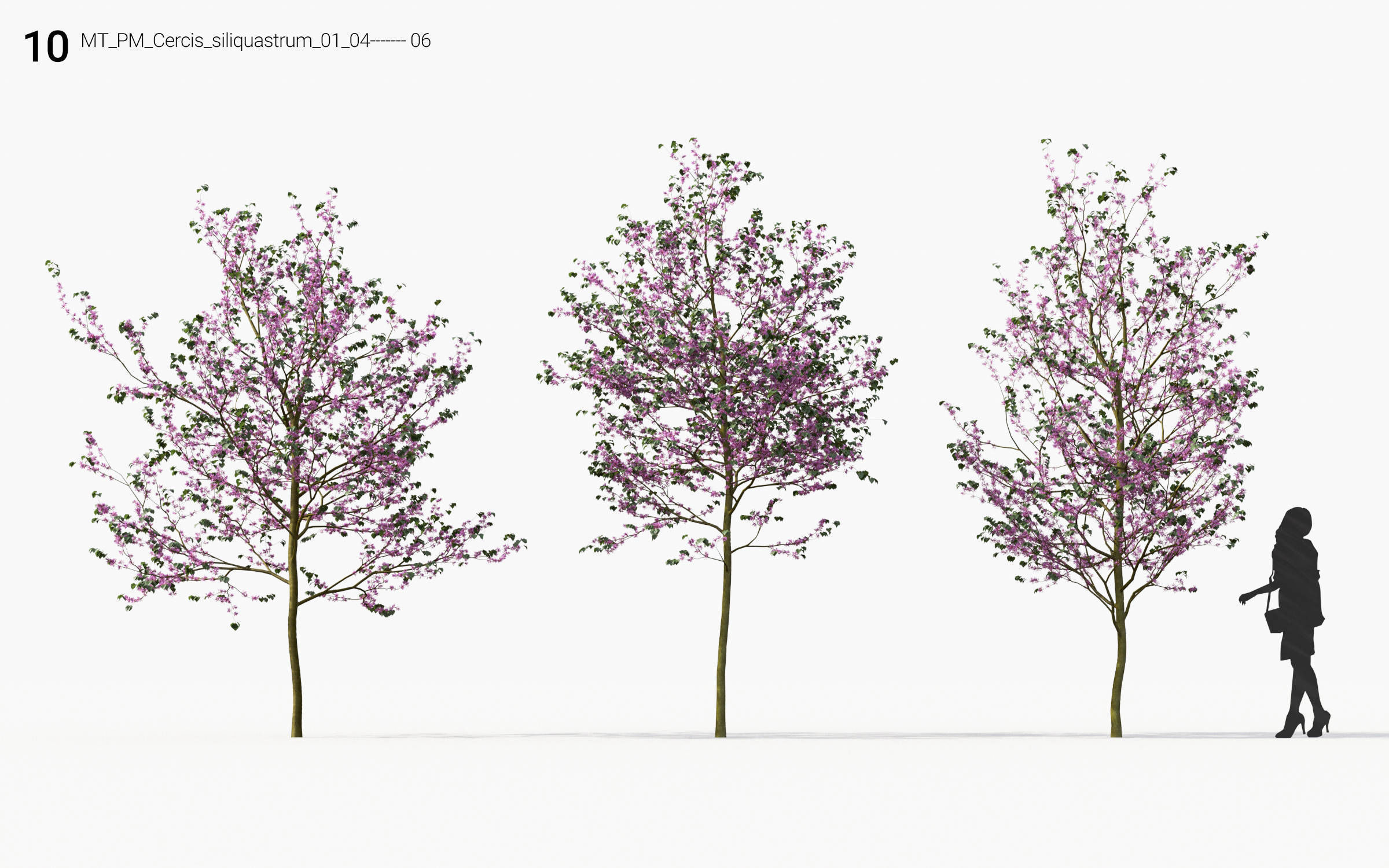 Small Tree Collection - Include GrowFX and Mesh file 3D model_52
