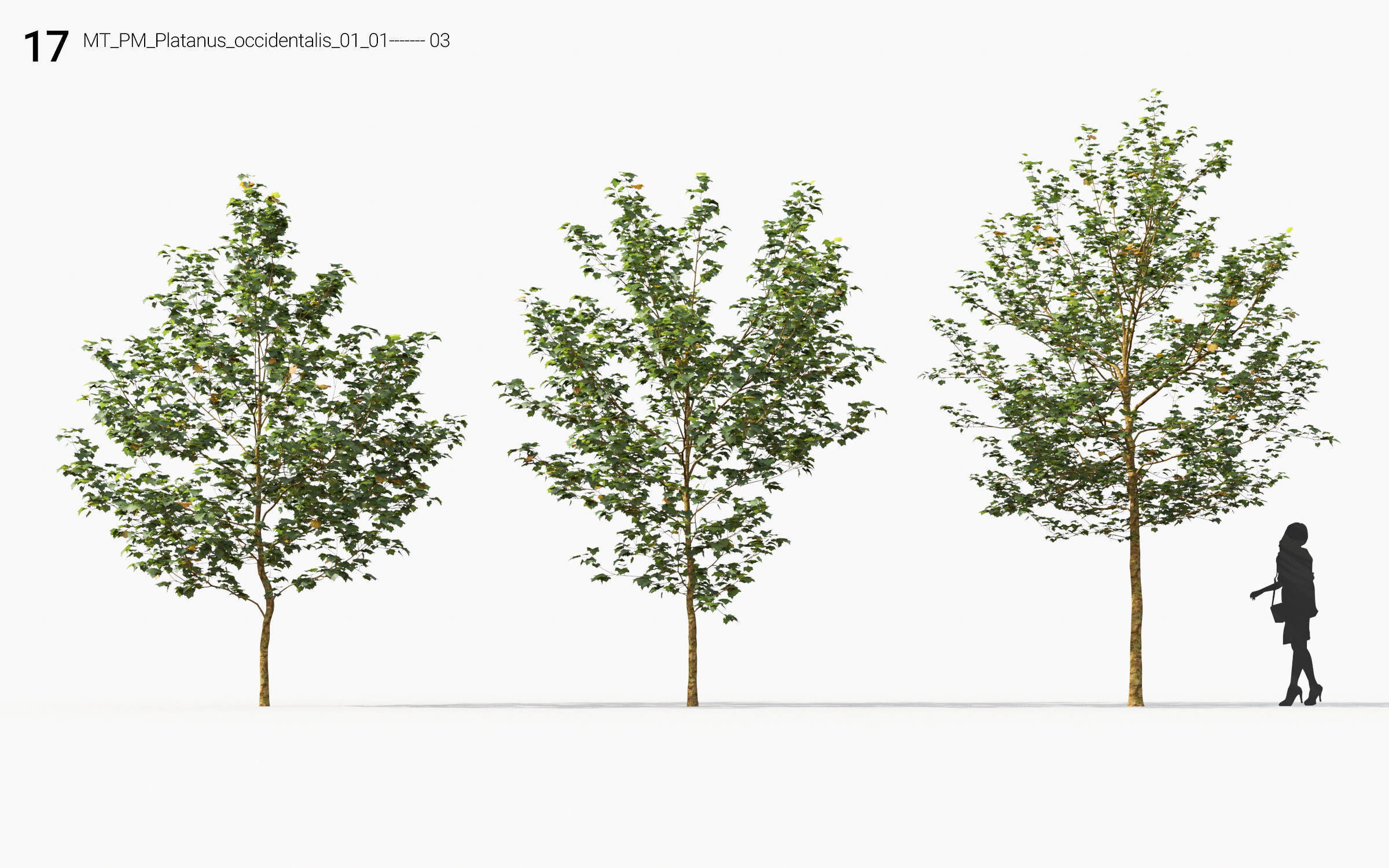 Small Tree Collection - Include GrowFX and Mesh file 3D model_83