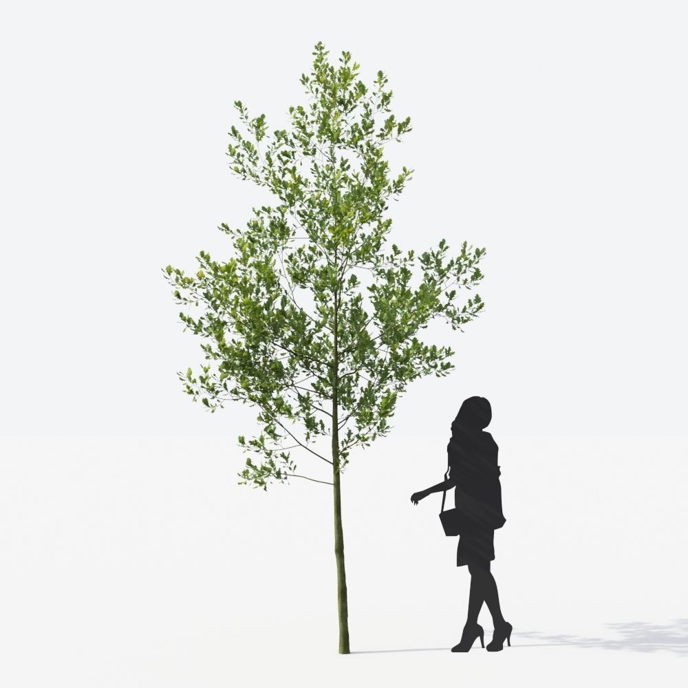 Small Tree Collection - Include GrowFX and Mesh file 3D model_94