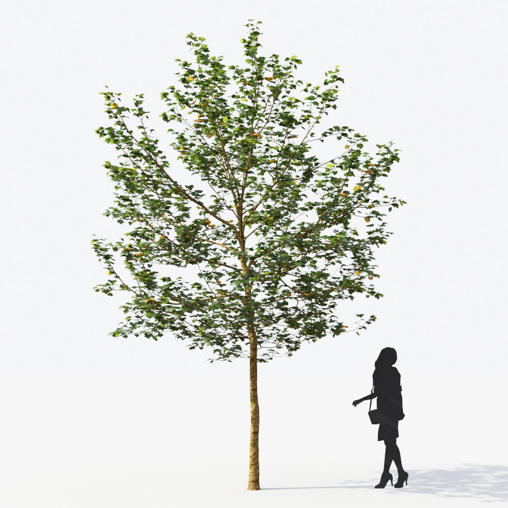 Small Tree Collection - Include GrowFX and Mesh file 3D model_79