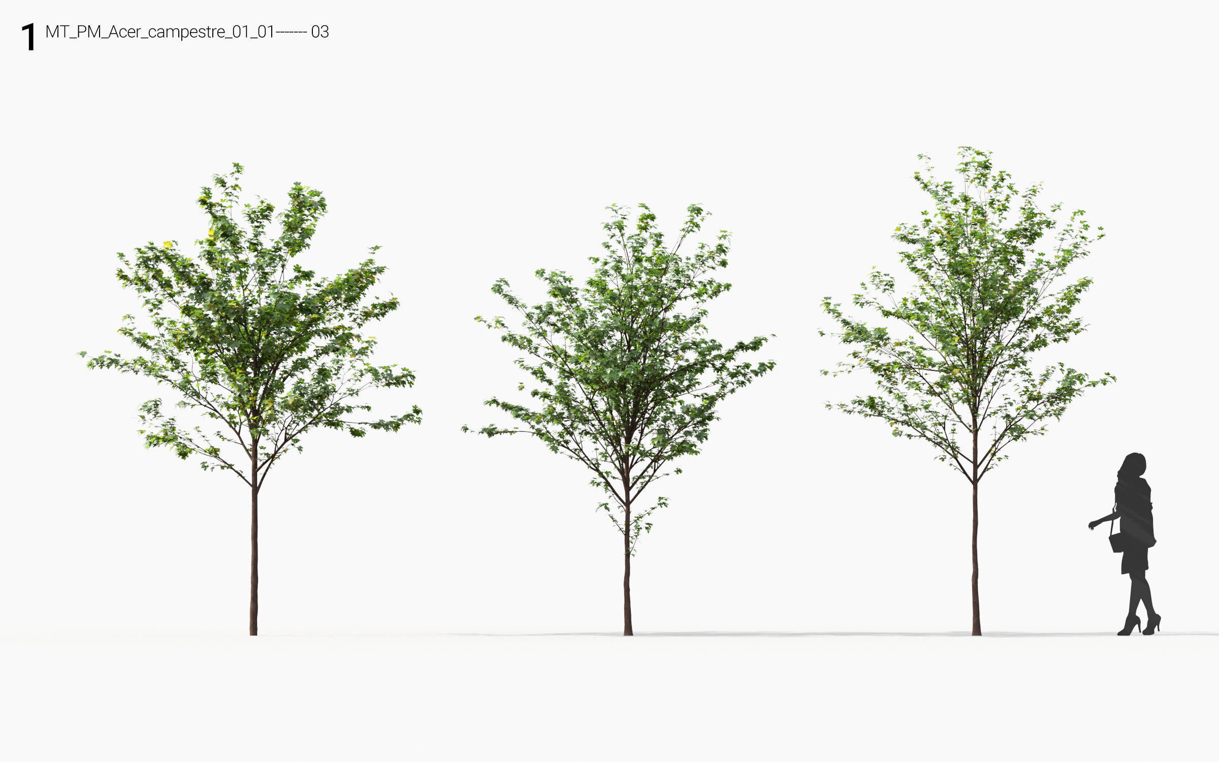 Small Tree Collection - Include GrowFX and Mesh file 3D model_19